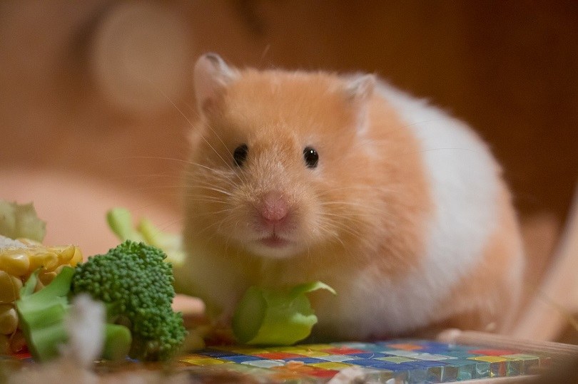 hamster eating pixabay