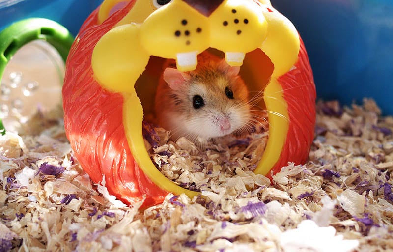 hamster feeling stressed