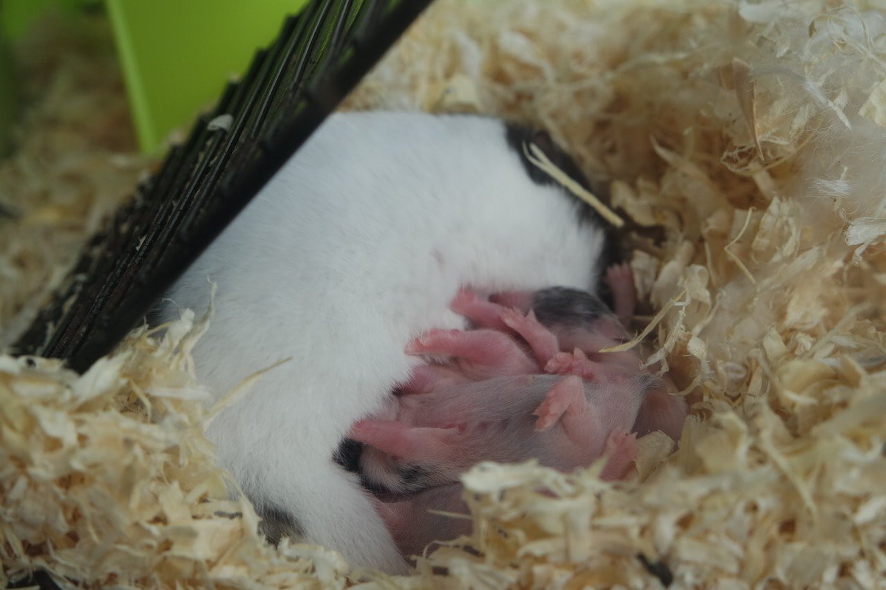 hamster giving birth