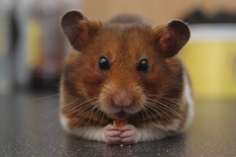 hamster holding food