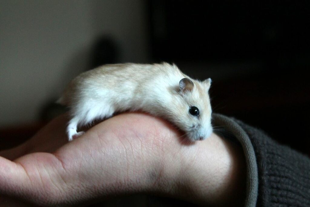hamster in a hand