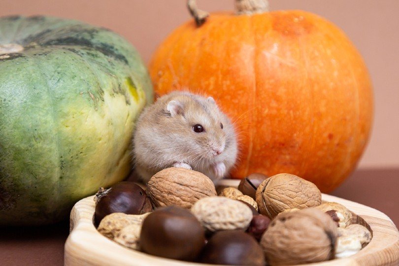 hamster in a plate with various nuts eats