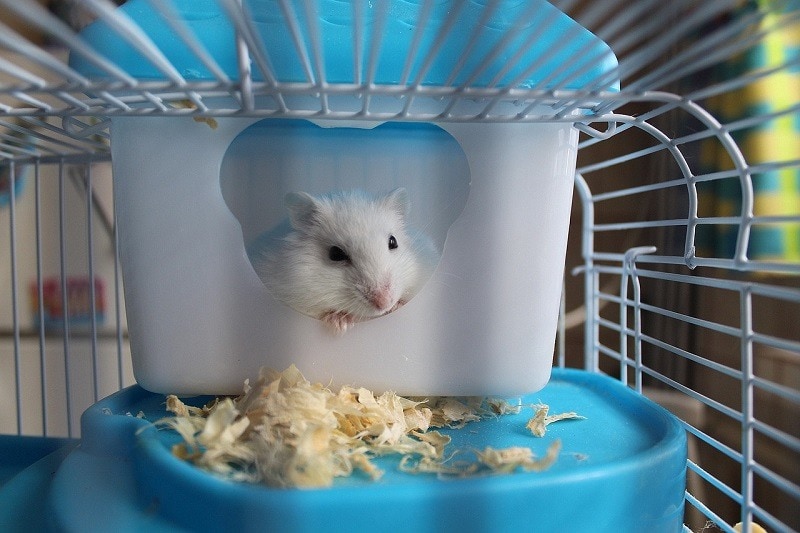 hamster in cage_Alicja_, Pixabay