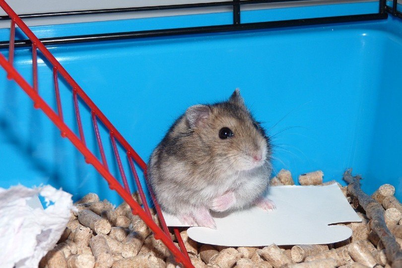 hamster in cage