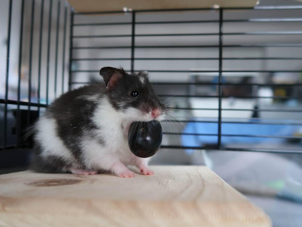 hamster inside the cage eating grape