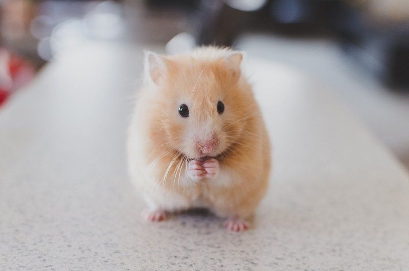 hamster pixabay