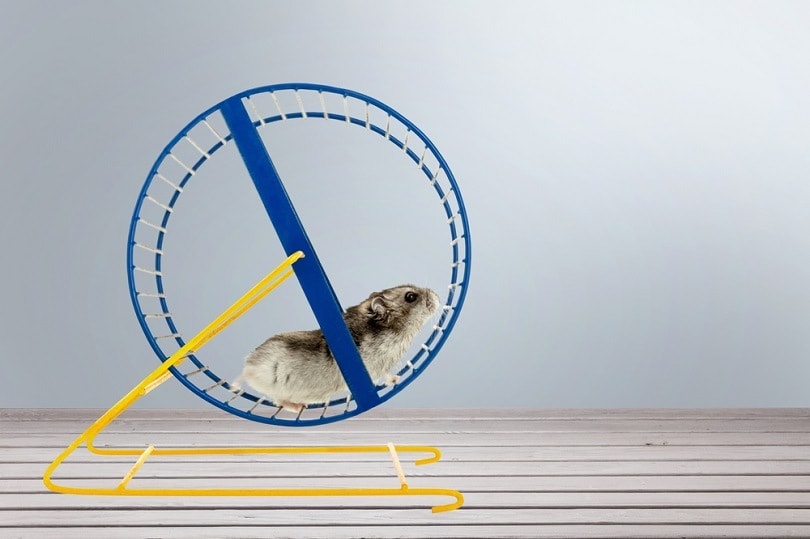 hamster-running-in-circle_Billion-Photos_shutterstock