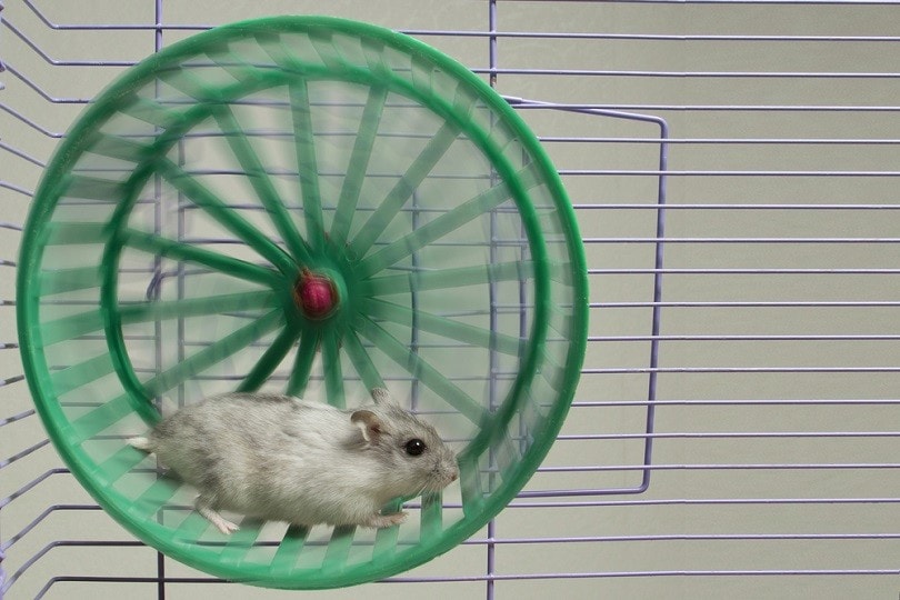 hamster-running-in-the-wheel_PrakapenkaAlena_shutterstock