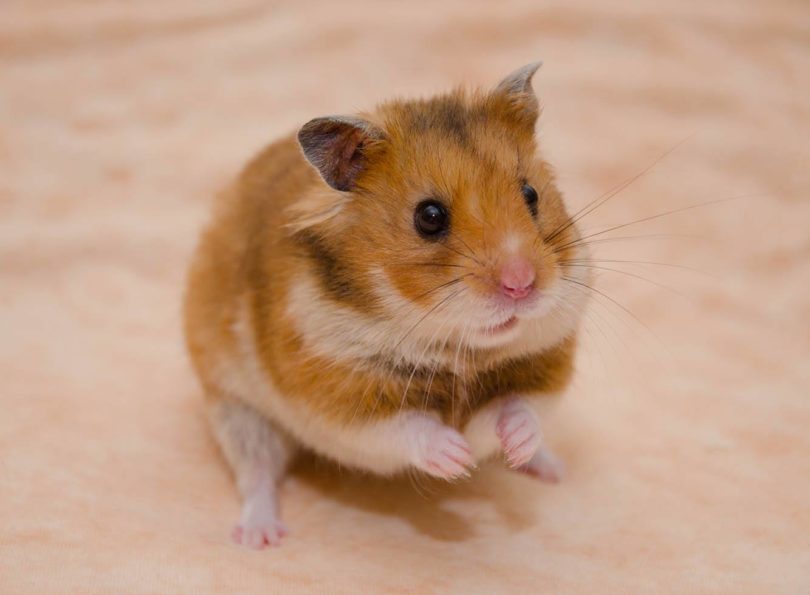 hamster_Olena Kurashova, Shutterstock