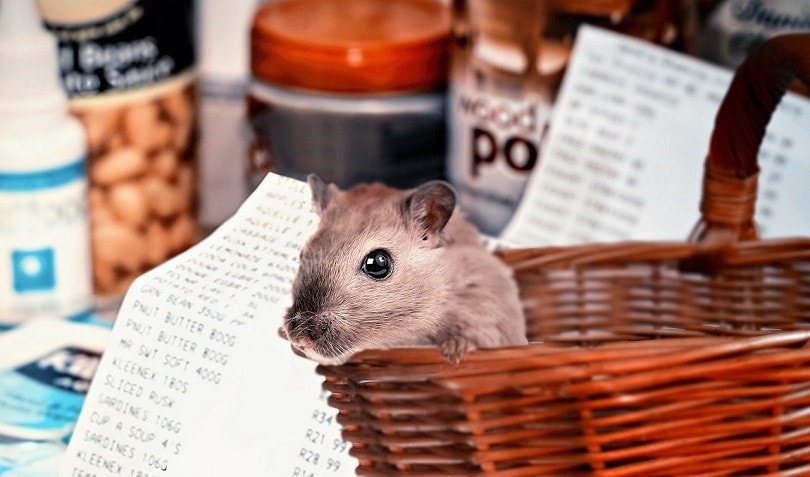 hamster-shopping-pixabay
