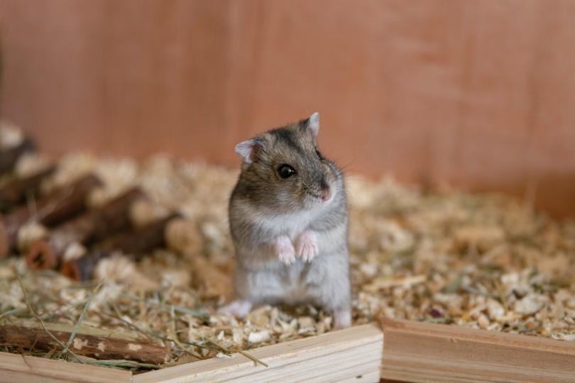 hamster standing on its hind legs