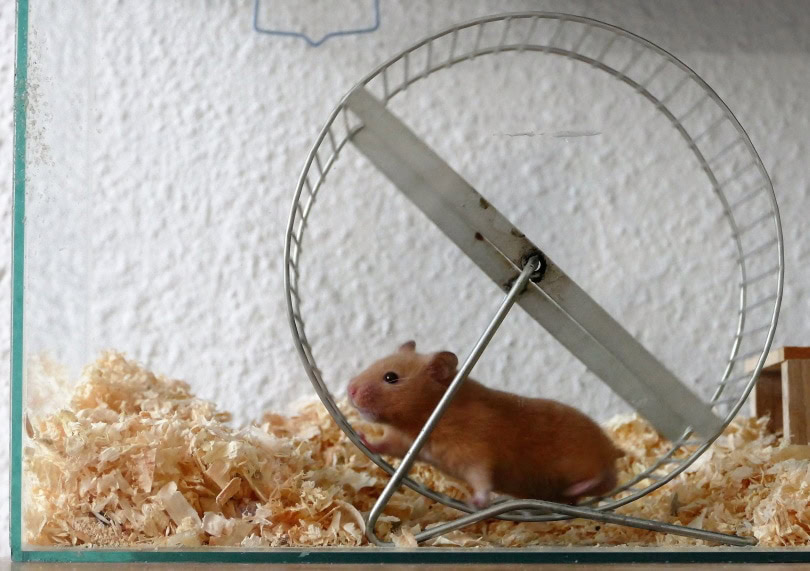 hamster wheel