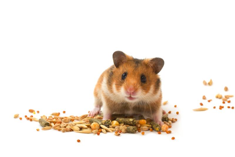 hamster with food on the floor on isolated white background