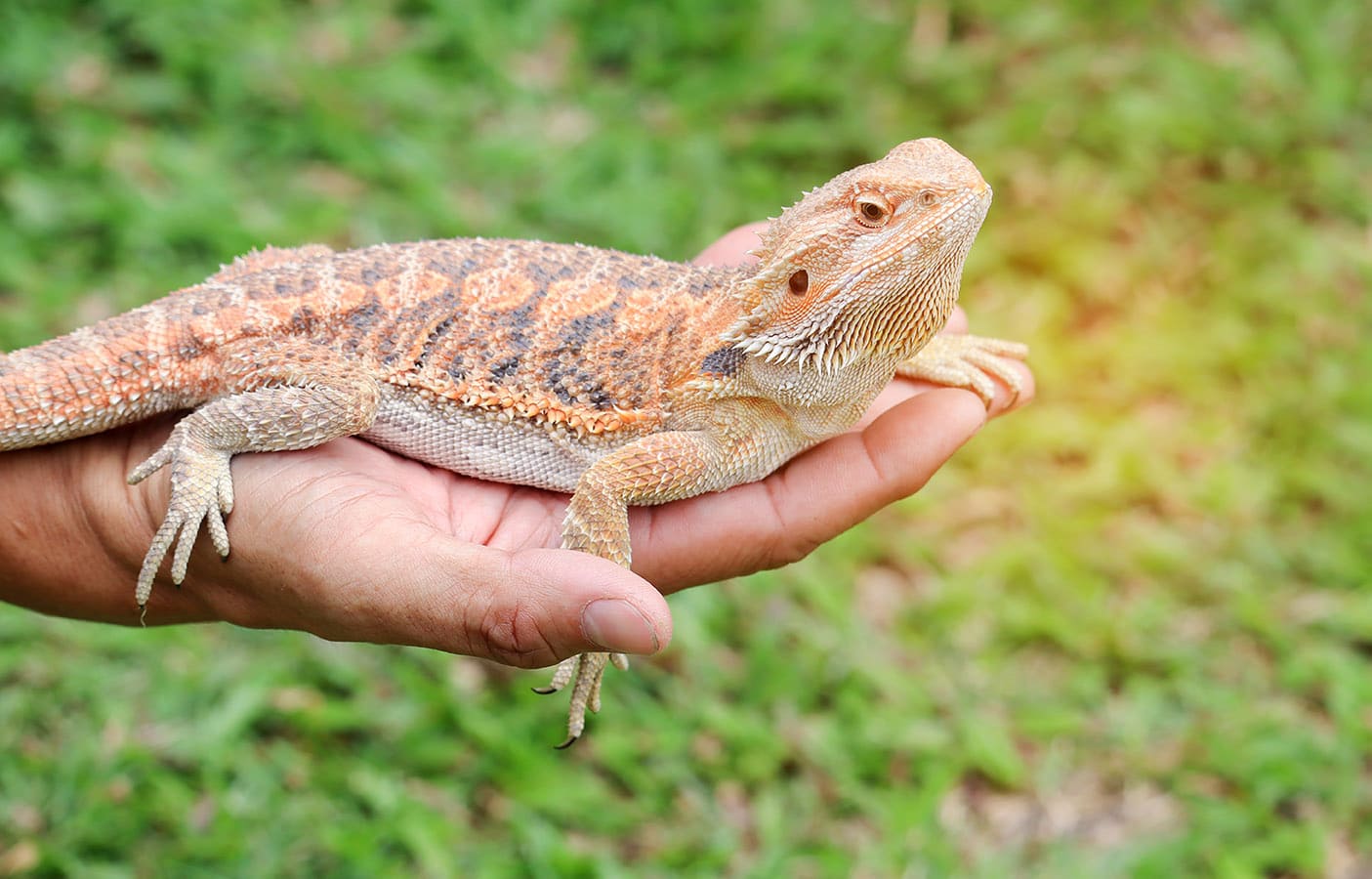 hand carrying bearded dragon