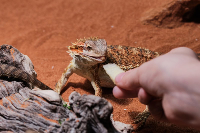 hand feeding a bearded dragon with a piece of apple