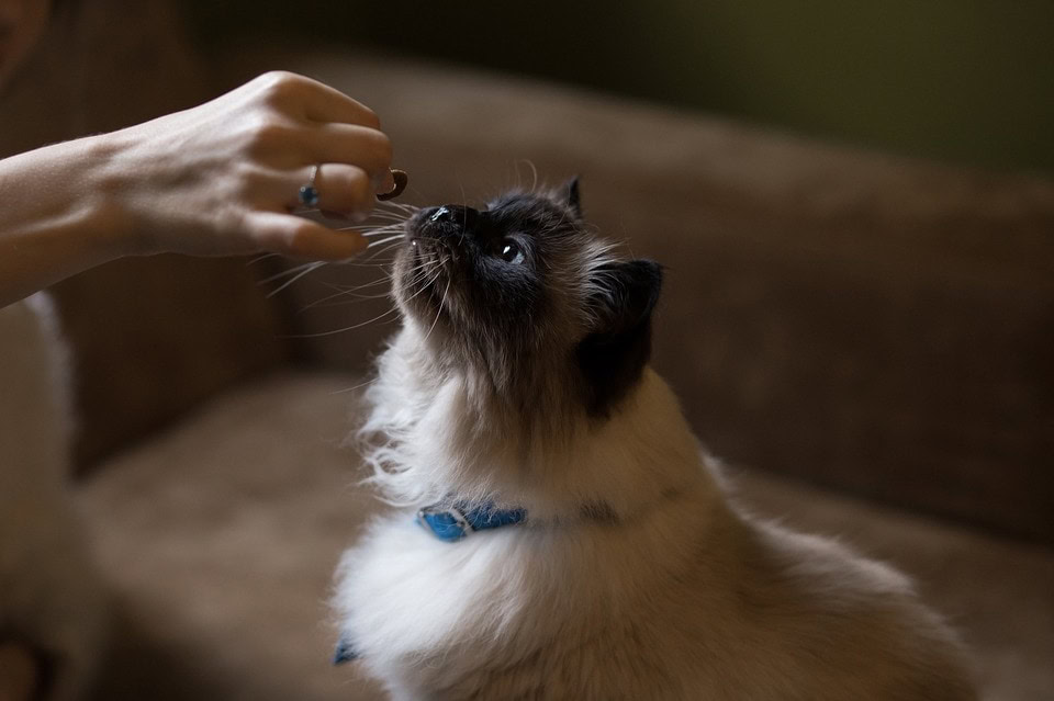 hand feeding a cat