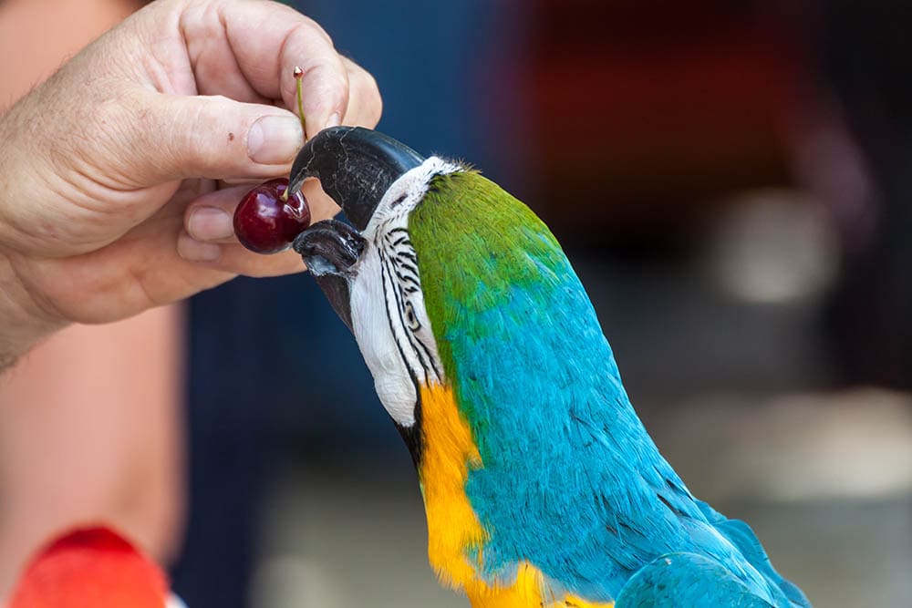 hand giving parrot a cherry