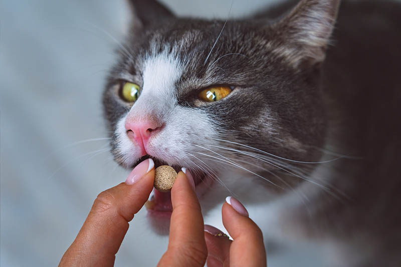 hand giving pill to a cat