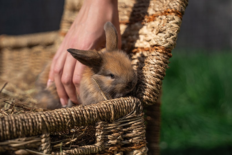 hand grabbing the Dwarf Angora rabbit from the basket