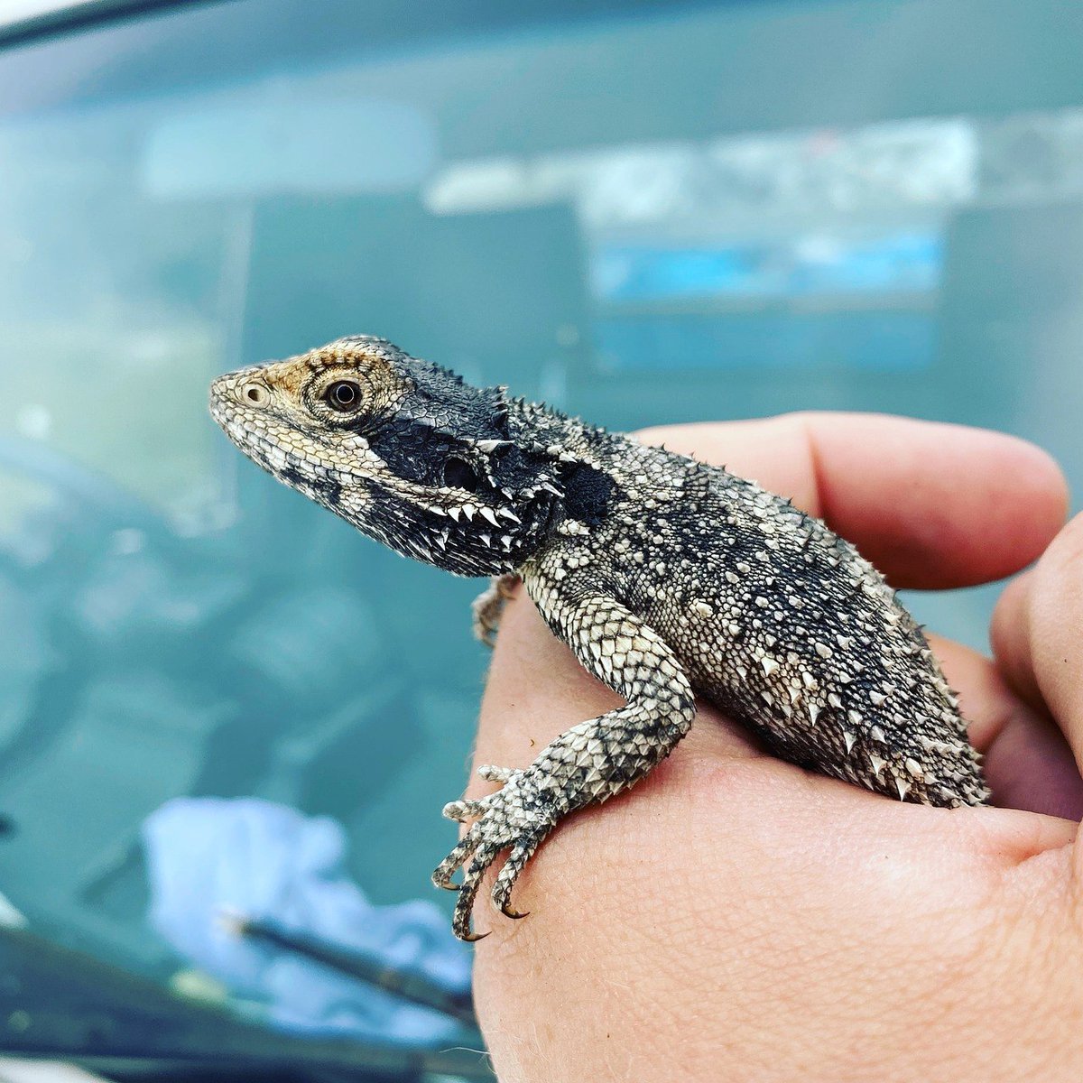 hand holding a bearded dragon