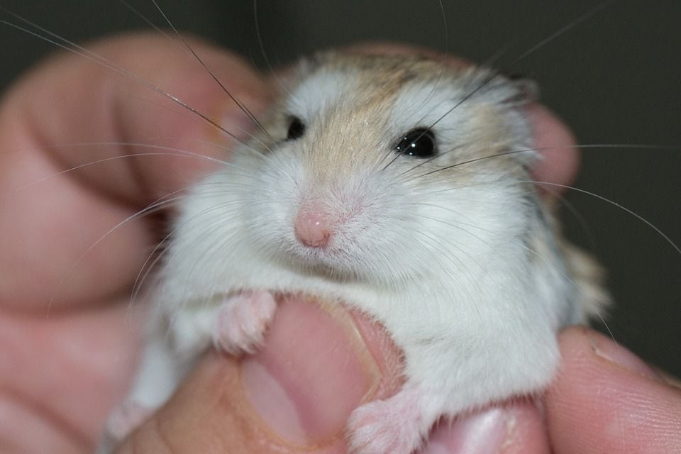 hand holding a hamster