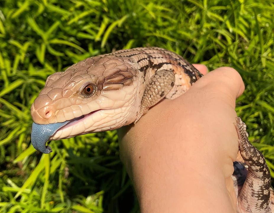 hand holding a Northern Blue Tongue Skink