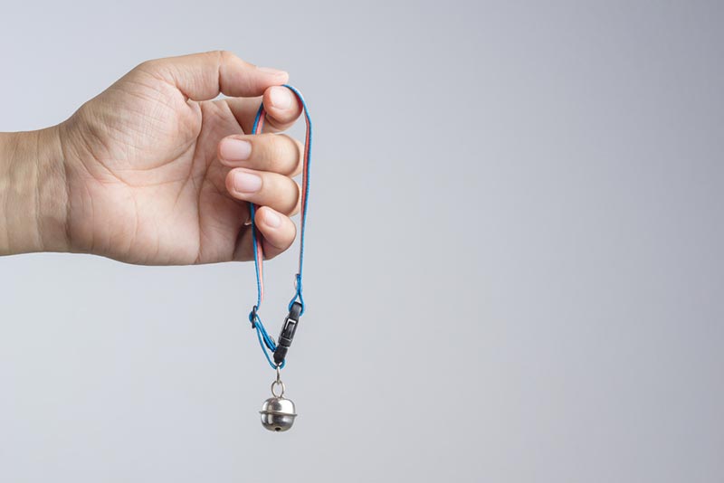 hand holding a pet collar