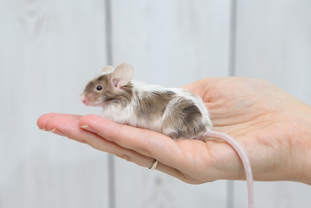 hand holding a satin mouse