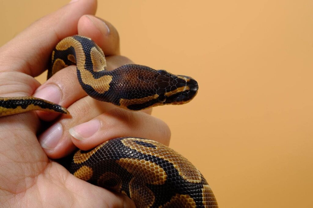 hand holding ball python