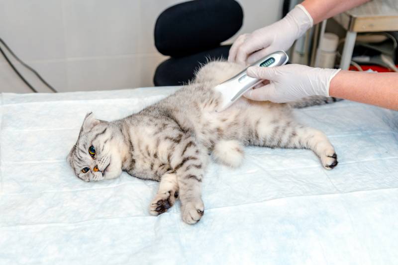 hand shaves a cat's belly at veterinary clinic