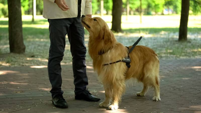 handler training golden retriever dog