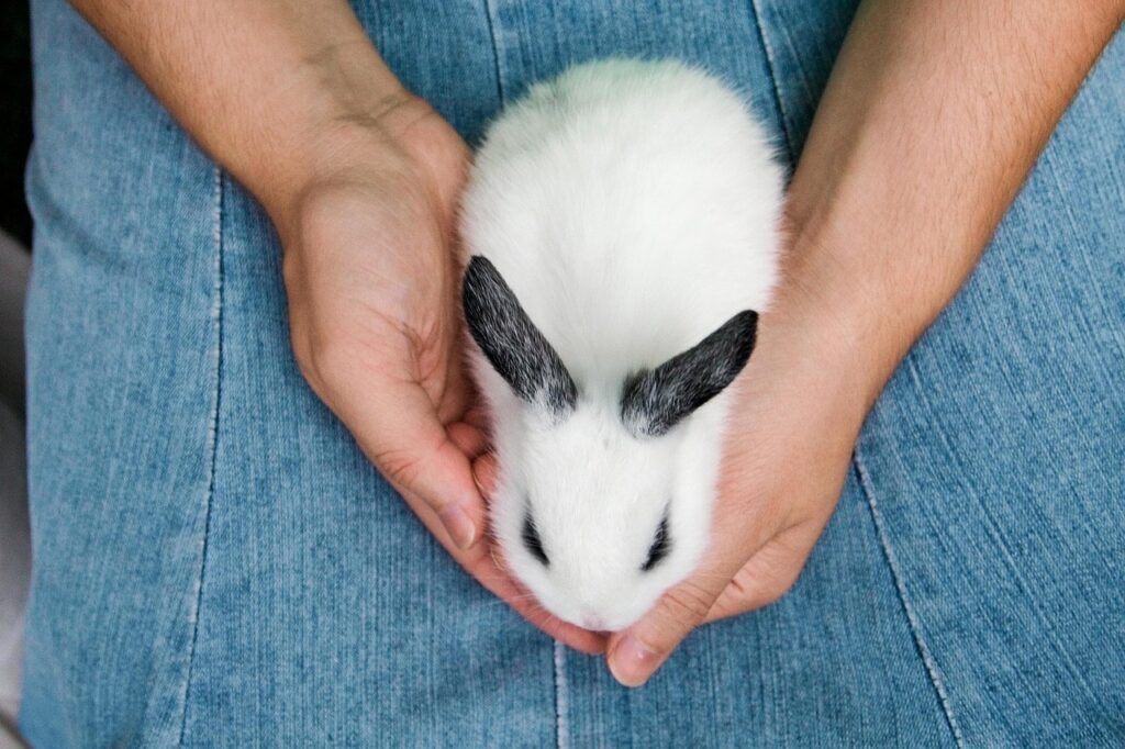 How to Calm a Fearful or Stressed Rabbit: 18 Proven Methods | The Vet Desk