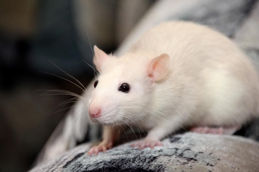 happy rat close up