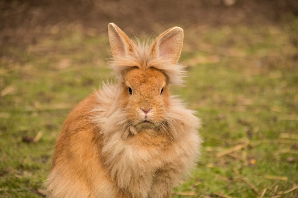 Lionhead Rabbit