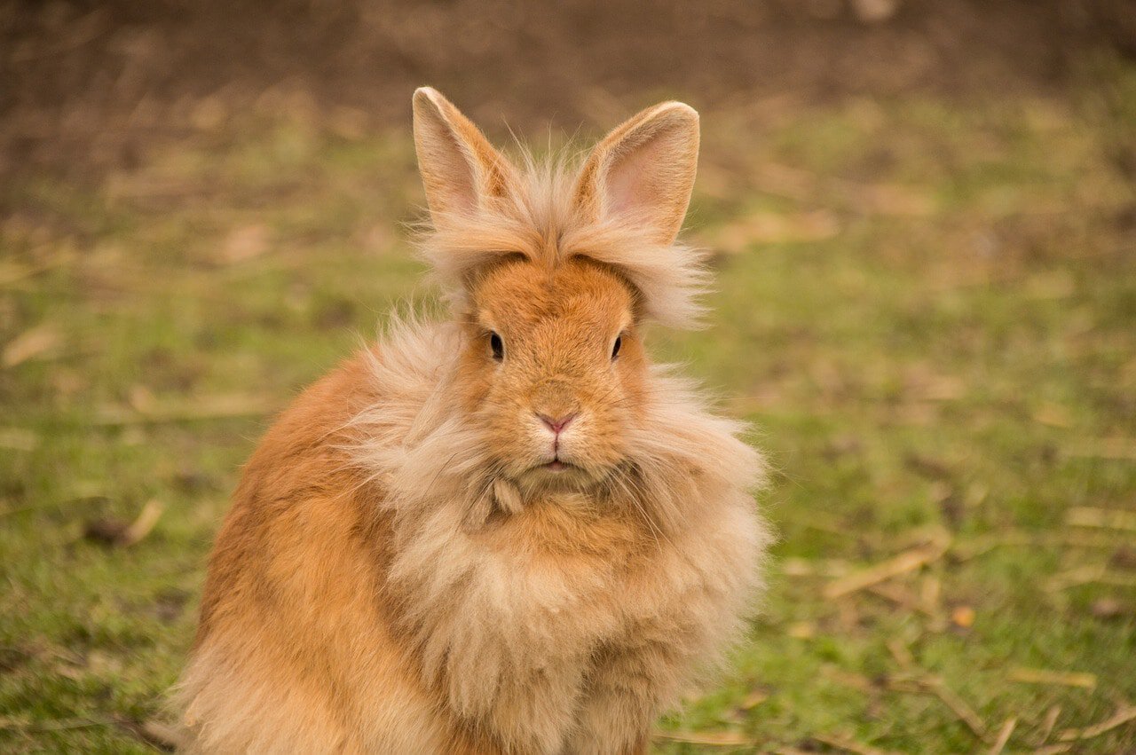 Lionhead Rabbit