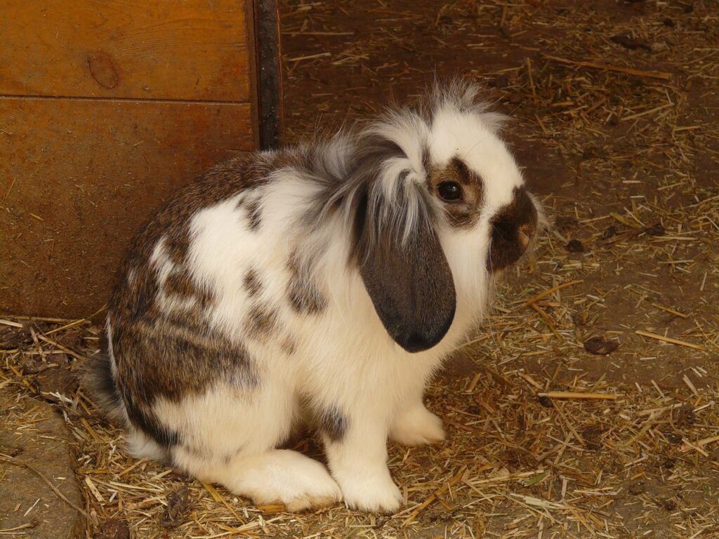 Holland Lop Rabbit