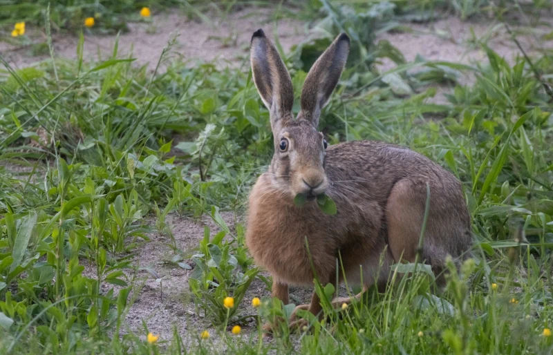hare eating grass