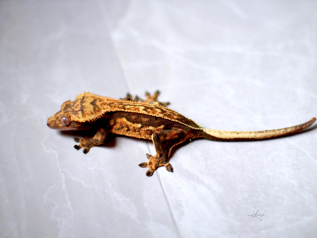 Harlequin Clown Yellow Crested Gecko