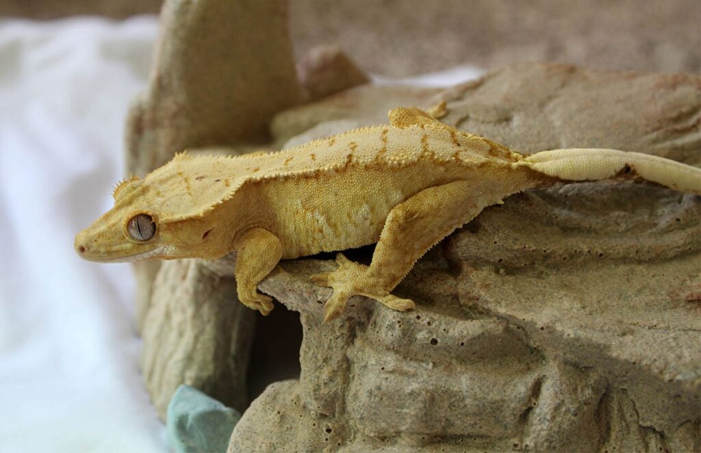 Harlequin Crested Gecko