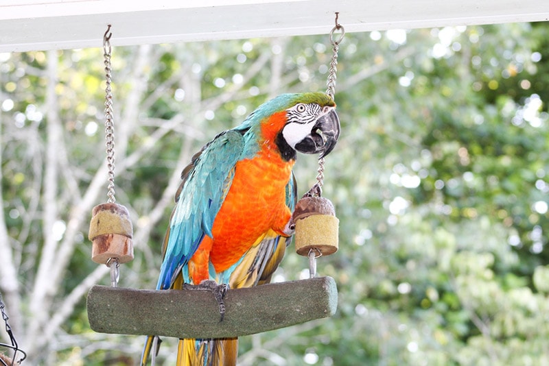 harlequin macaw bird