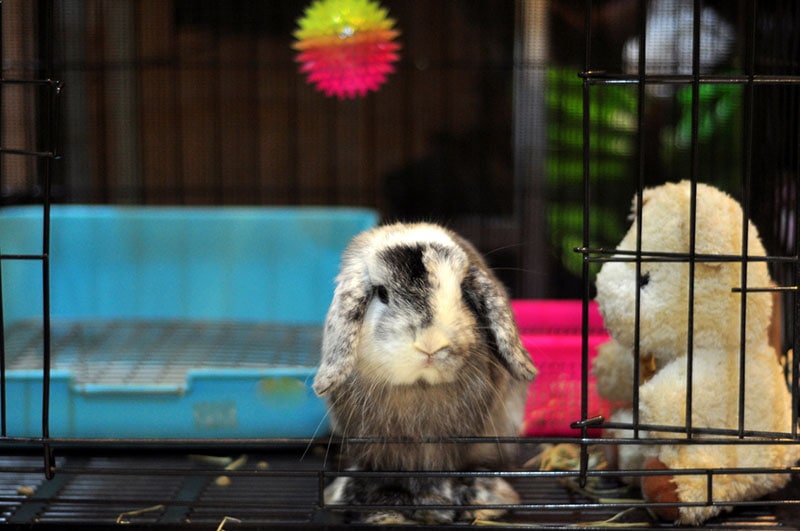 harlequin magpie rabbit in a crate