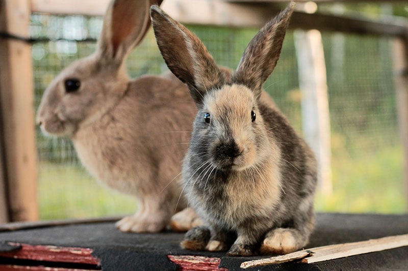 harlequin rabbits in the cage