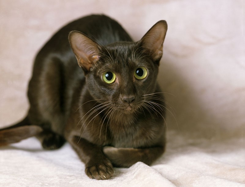 havana brown cat in the studio