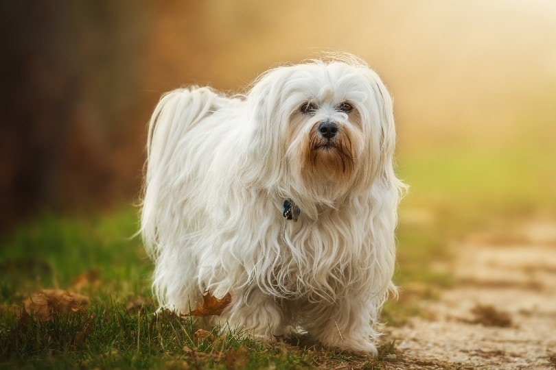 havanese dog