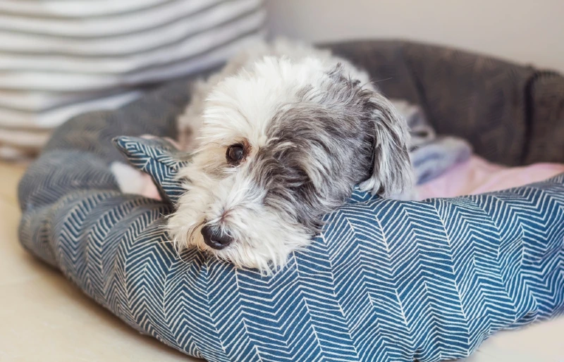 havanese resting in dog bed