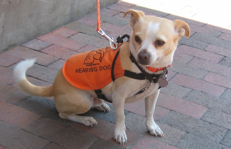 hearing dog