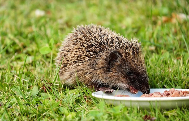 hedgehog eating