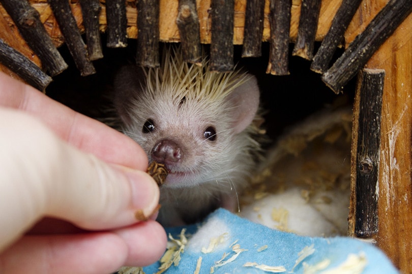 hedgehog eating cricket