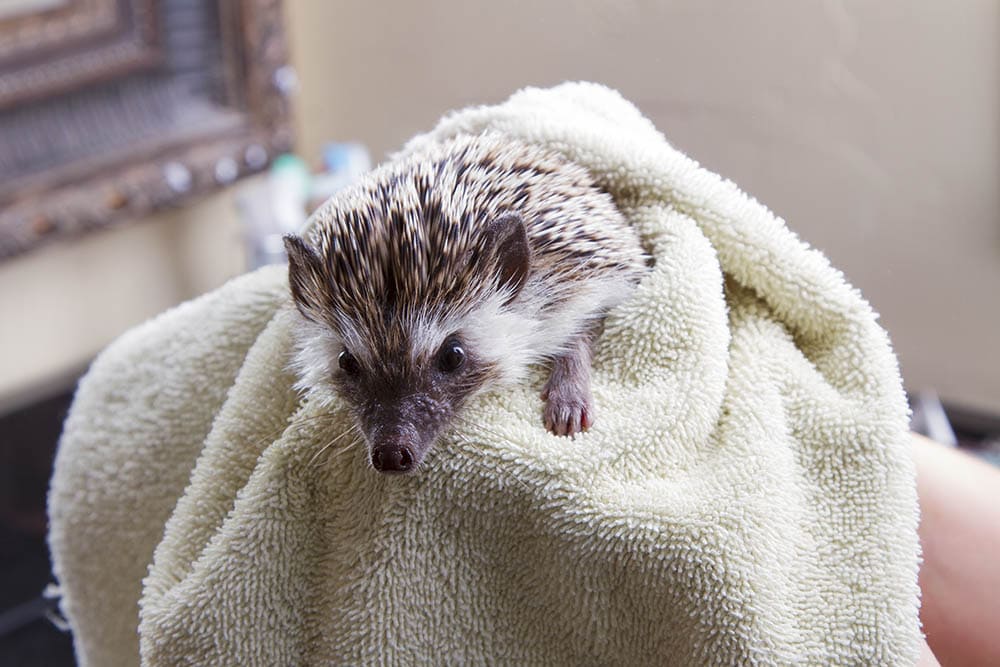 hedgehog in a towel