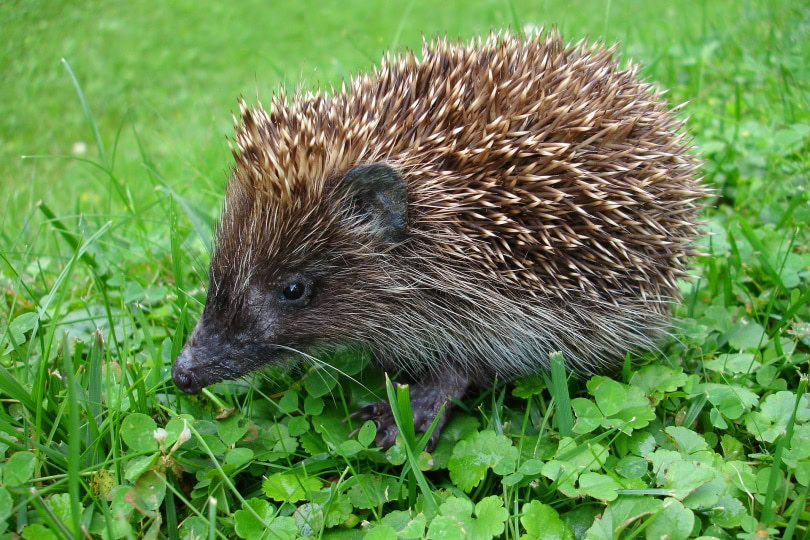 hedgehog in garden